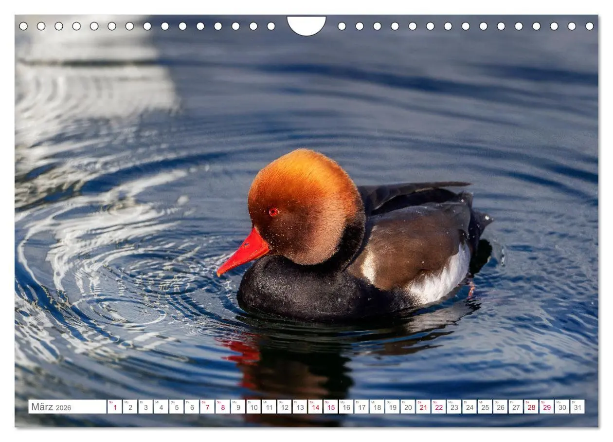 Bild: 9783457547137 | Vogelwelt am Bodensee 2026 (Wandkalender 2026 DIN A4 quer),...