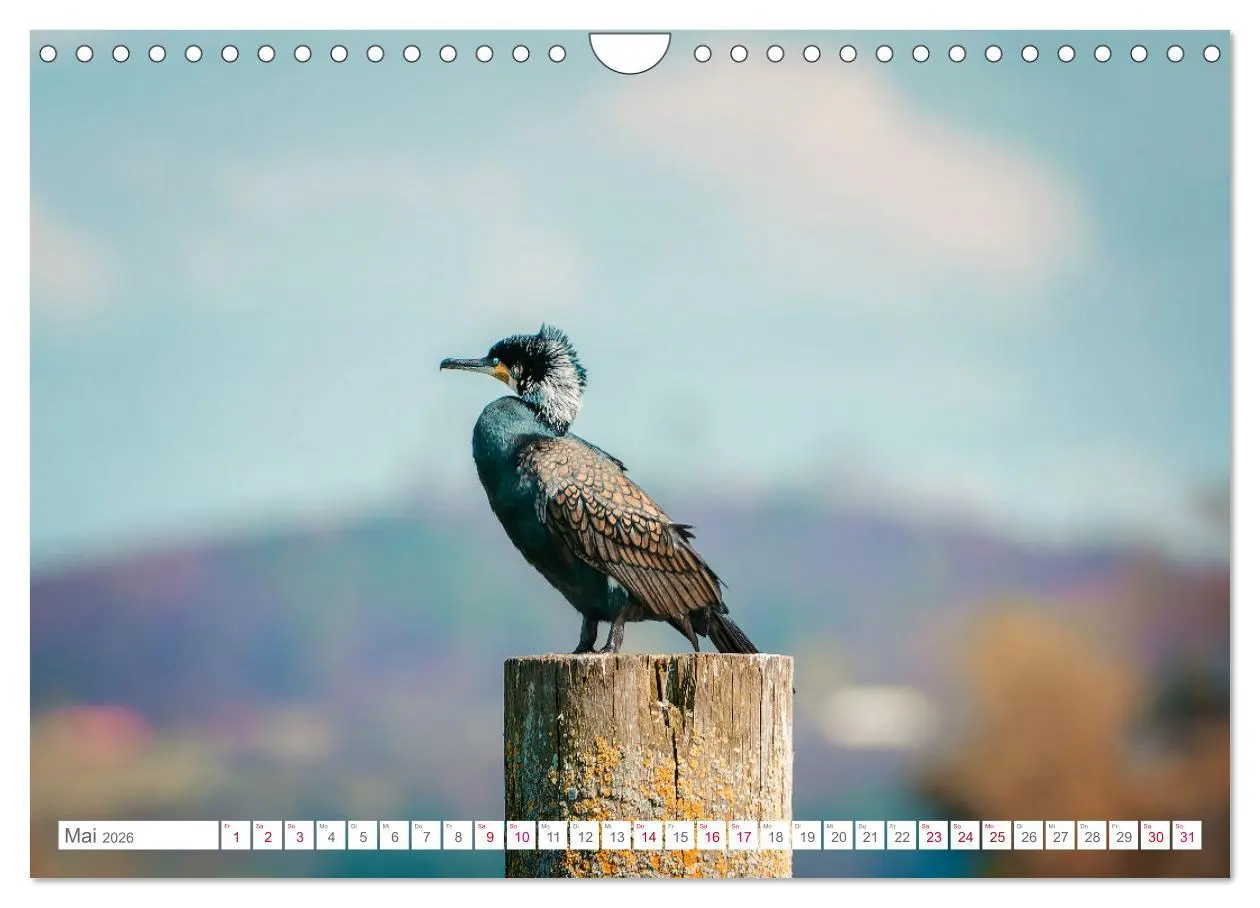 Bild: 9783457547137 | Vogelwelt am Bodensee 2026 (Wandkalender 2026 DIN A4 quer),...
