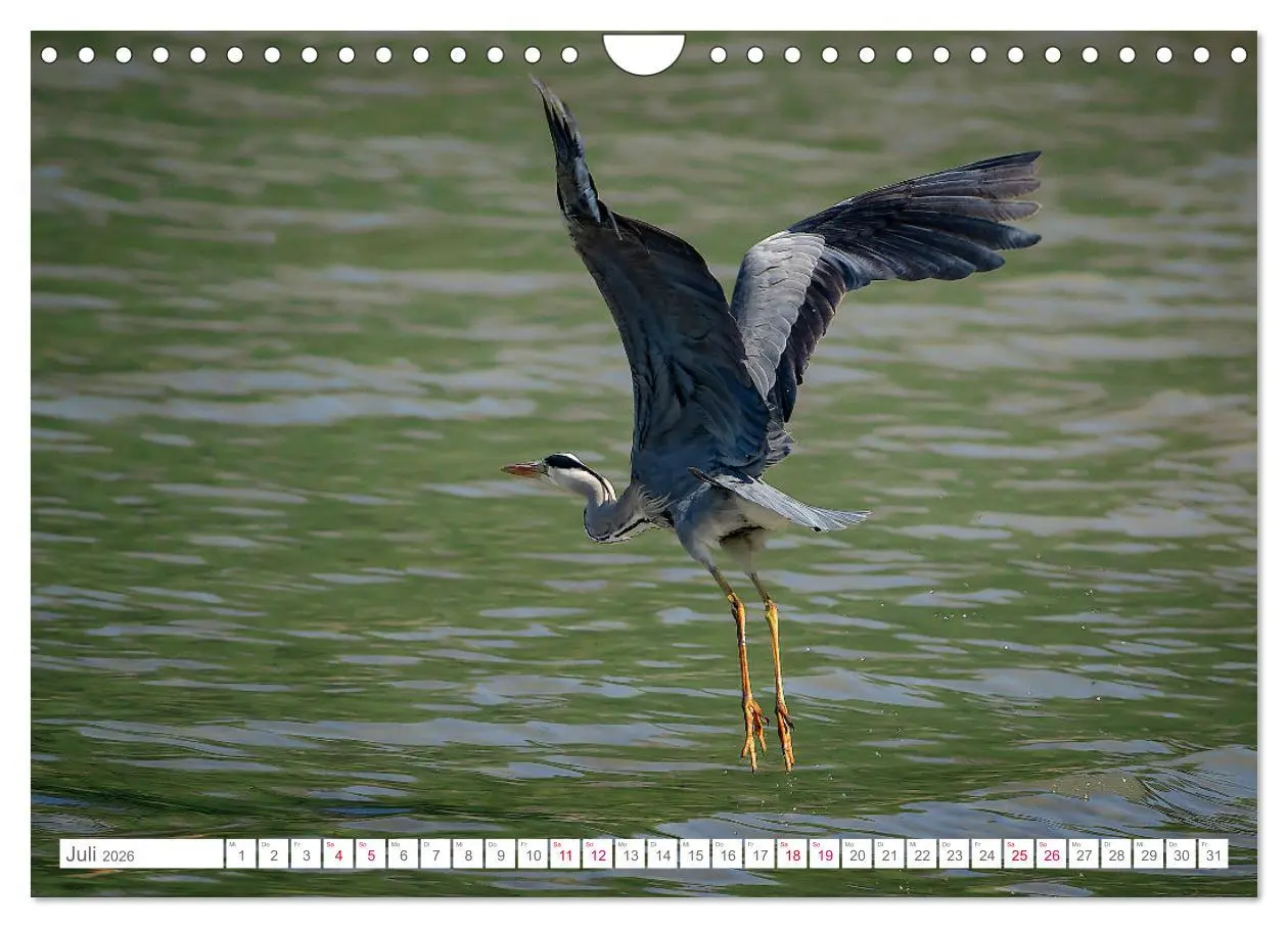Bild: 9783457547137 | Vogelwelt am Bodensee 2026 (Wandkalender 2026 DIN A4 quer),...