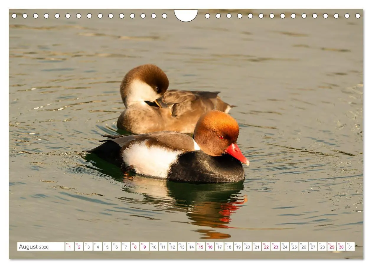 Bild: 9783457547137 | Vogelwelt am Bodensee 2026 (Wandkalender 2026 DIN A4 quer),...