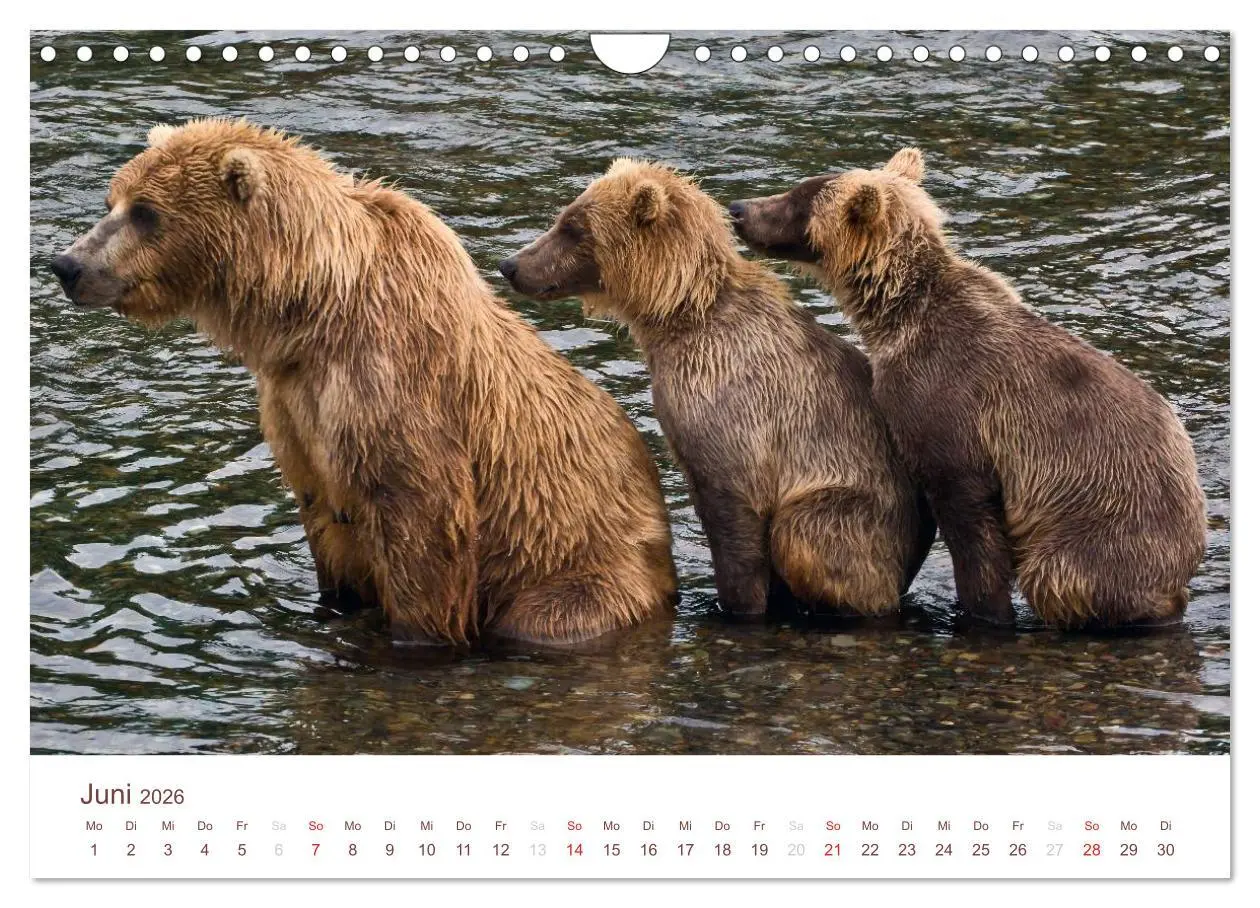 Bild: 9783516187137 | Der Alaska Kalender (Wandkalender 2026 DIN A4 quer), CALVENDO...