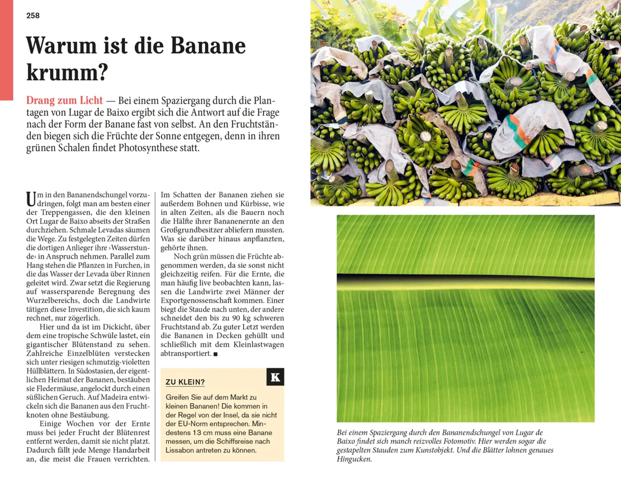 Bild: 9783616007137 | DUMONT Reise-Taschenbuch Reiseführer Madeira | Susanne Lipps | Buch