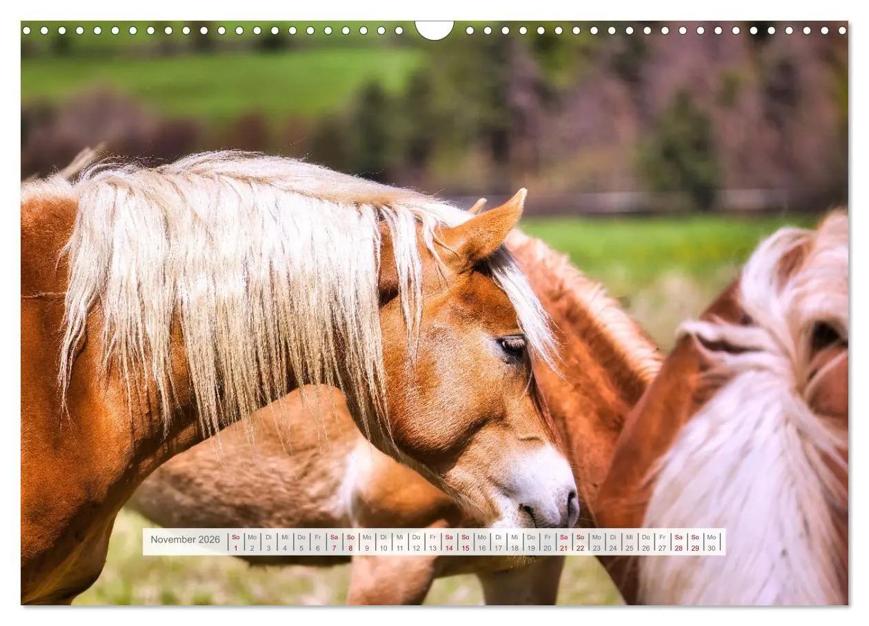 Bild: 9783457387337 | Haflinger im Thüringer Wald (Wandkalender 2026 DIN A3 quer),...