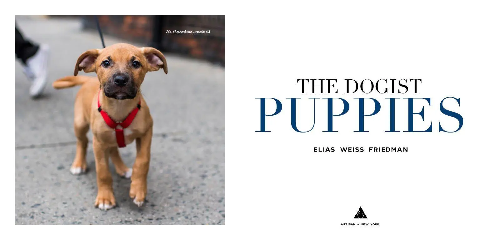Bild: 9781579657437 | The Dogist Puppies | Elias Weiss Friedman | Buch | Englisch | 2017