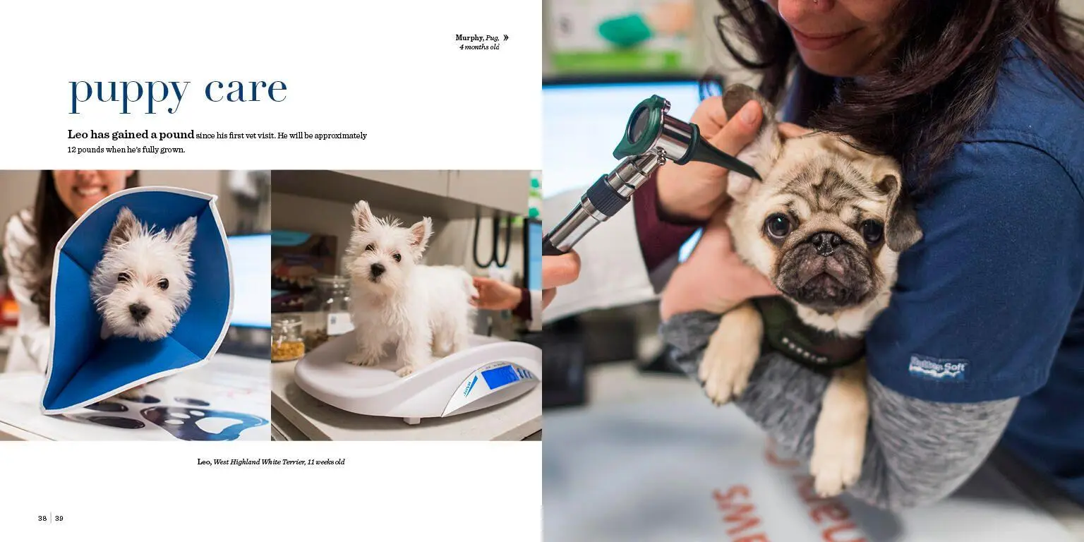 Bild: 9781579657437 | The Dogist Puppies | Elias Weiss Friedman | Buch | Englisch | 2017