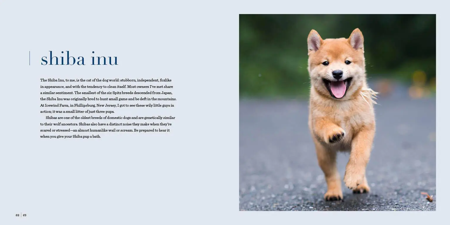 Bild: 9781579657437 | The Dogist Puppies | Elias Weiss Friedman | Buch | Englisch | 2017