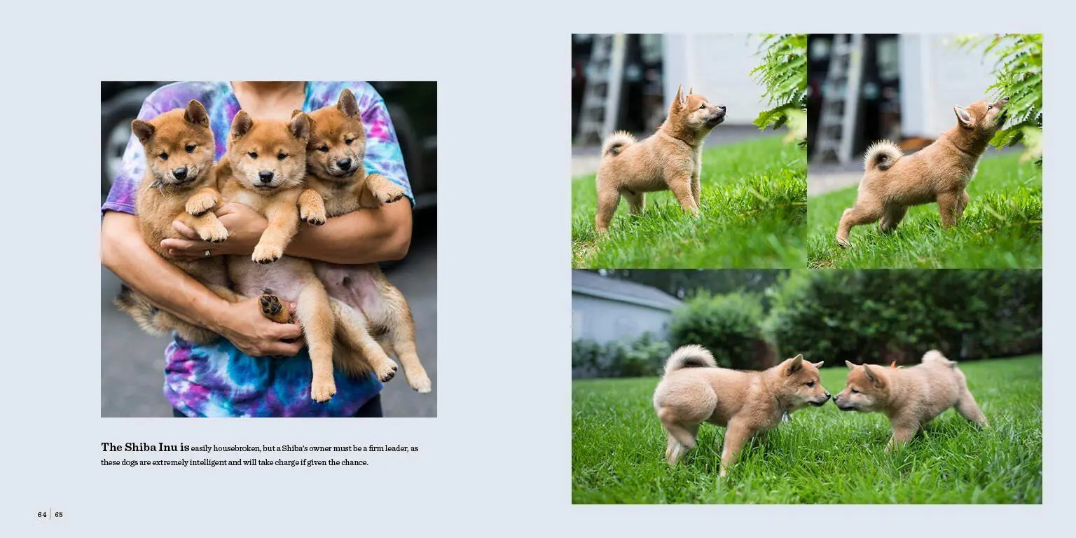 Bild: 9781579657437 | The Dogist Puppies | Elias Weiss Friedman | Buch | Englisch | 2017