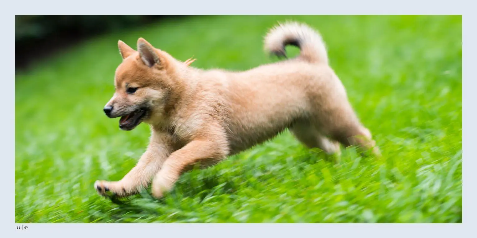 Bild: 9781579657437 | The Dogist Puppies | Elias Weiss Friedman | Buch | Englisch | 2017