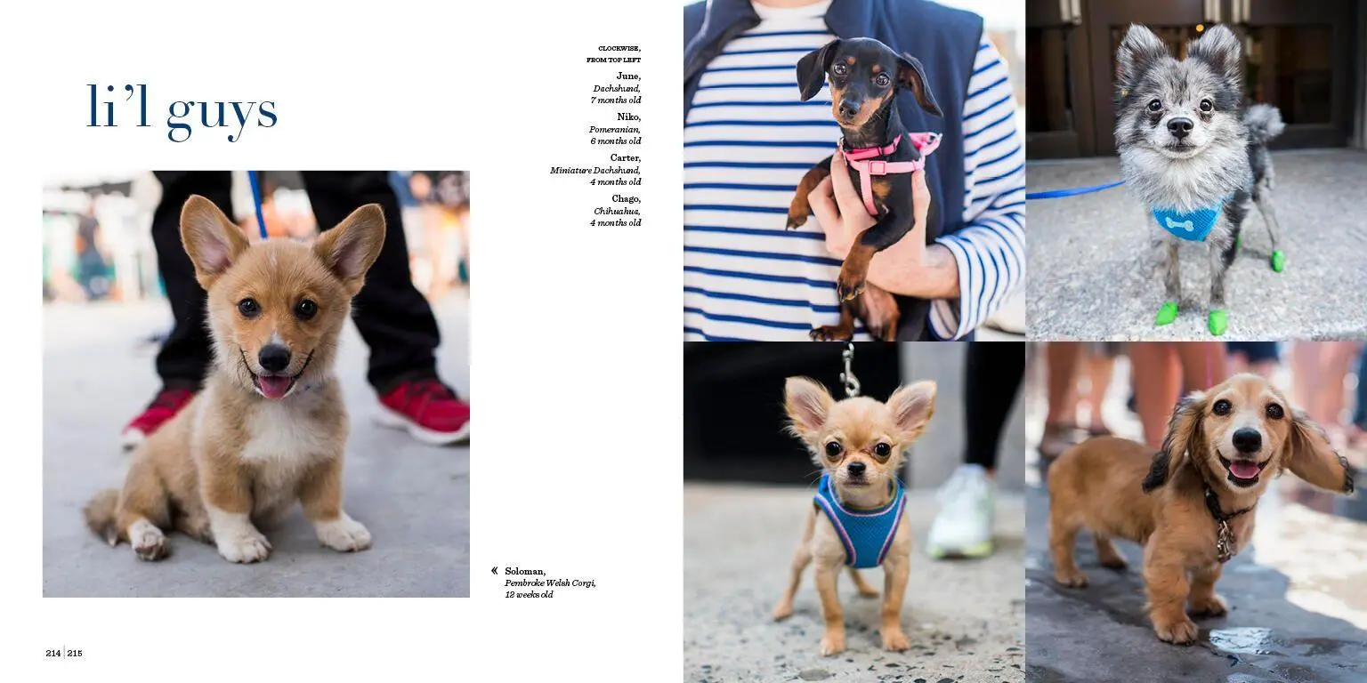 Bild: 9781579657437 | The Dogist Puppies | Elias Weiss Friedman | Buch | Englisch | 2017