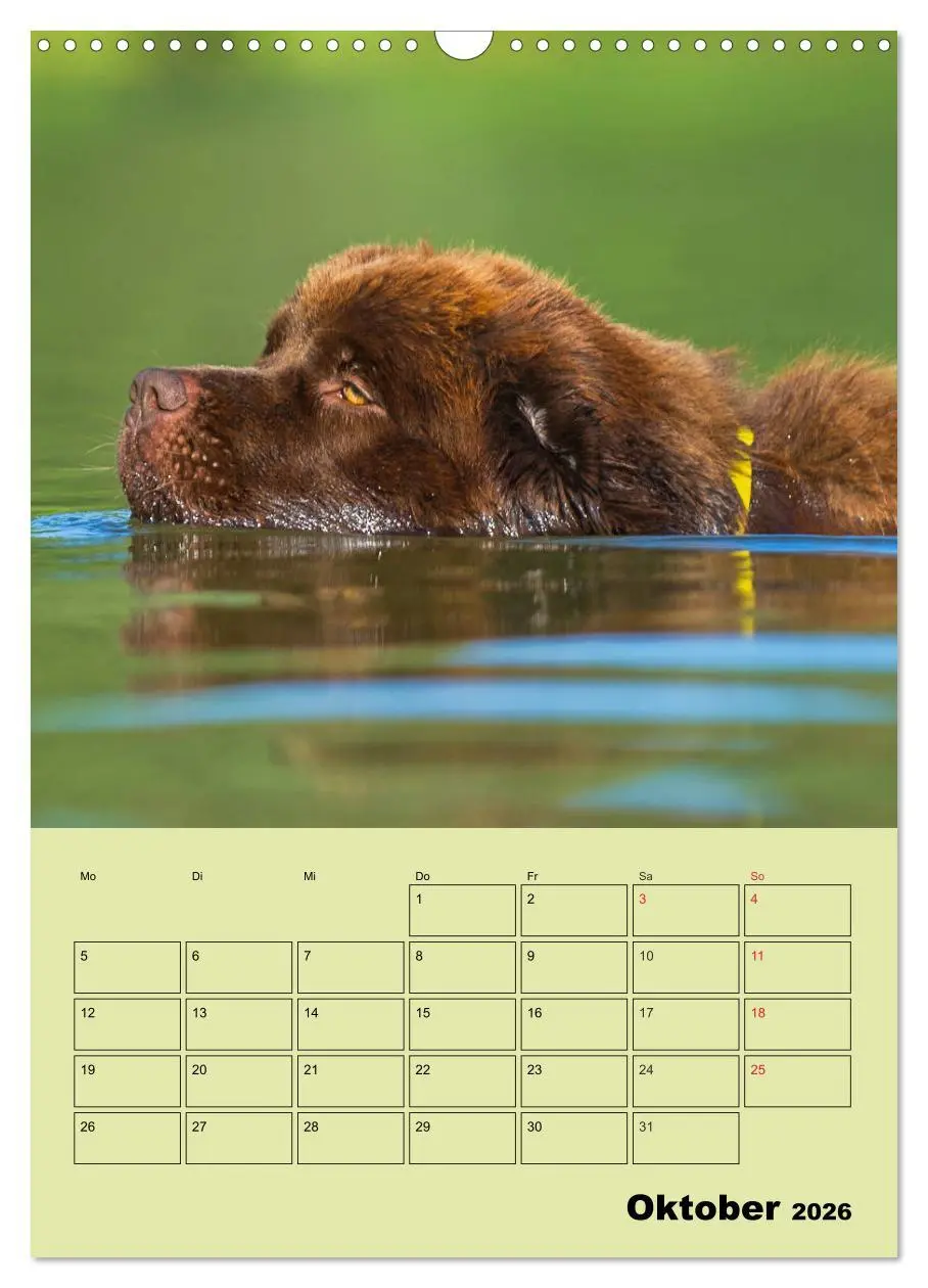 Bild: 9783516387537 | Bärige Freunde - Familienplaner Brauner Neufundländer (Wandkalender...
