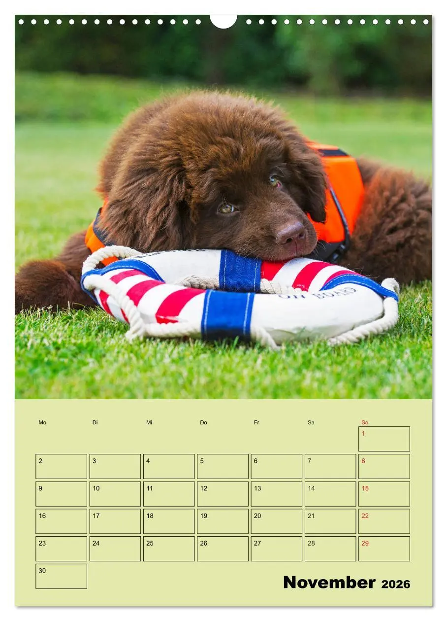 Bild: 9783516387537 | Bärige Freunde - Familienplaner Brauner Neufundländer (Wandkalender...