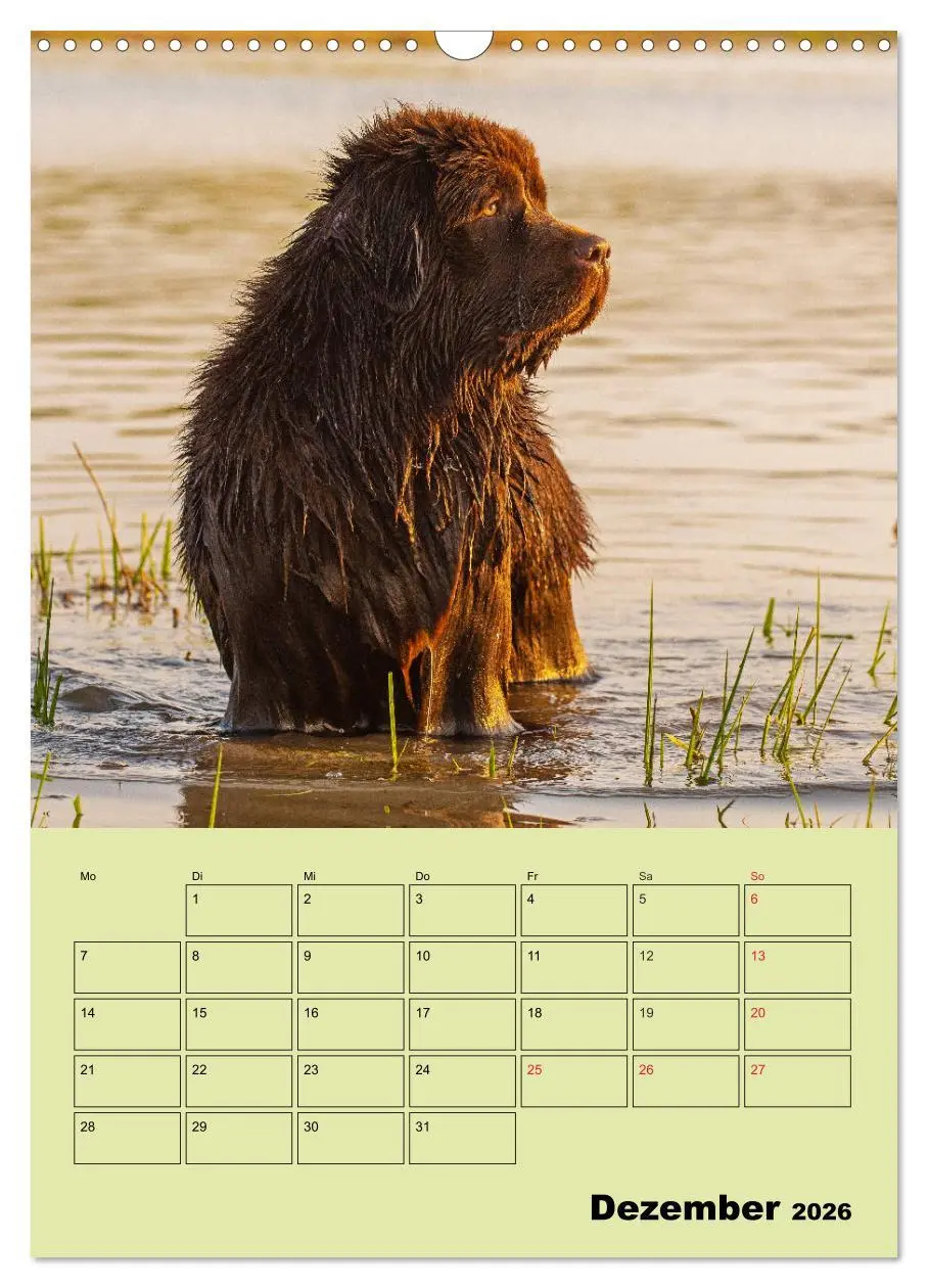Bild: 9783516387537 | Bärige Freunde - Familienplaner Brauner Neufundländer (Wandkalender...