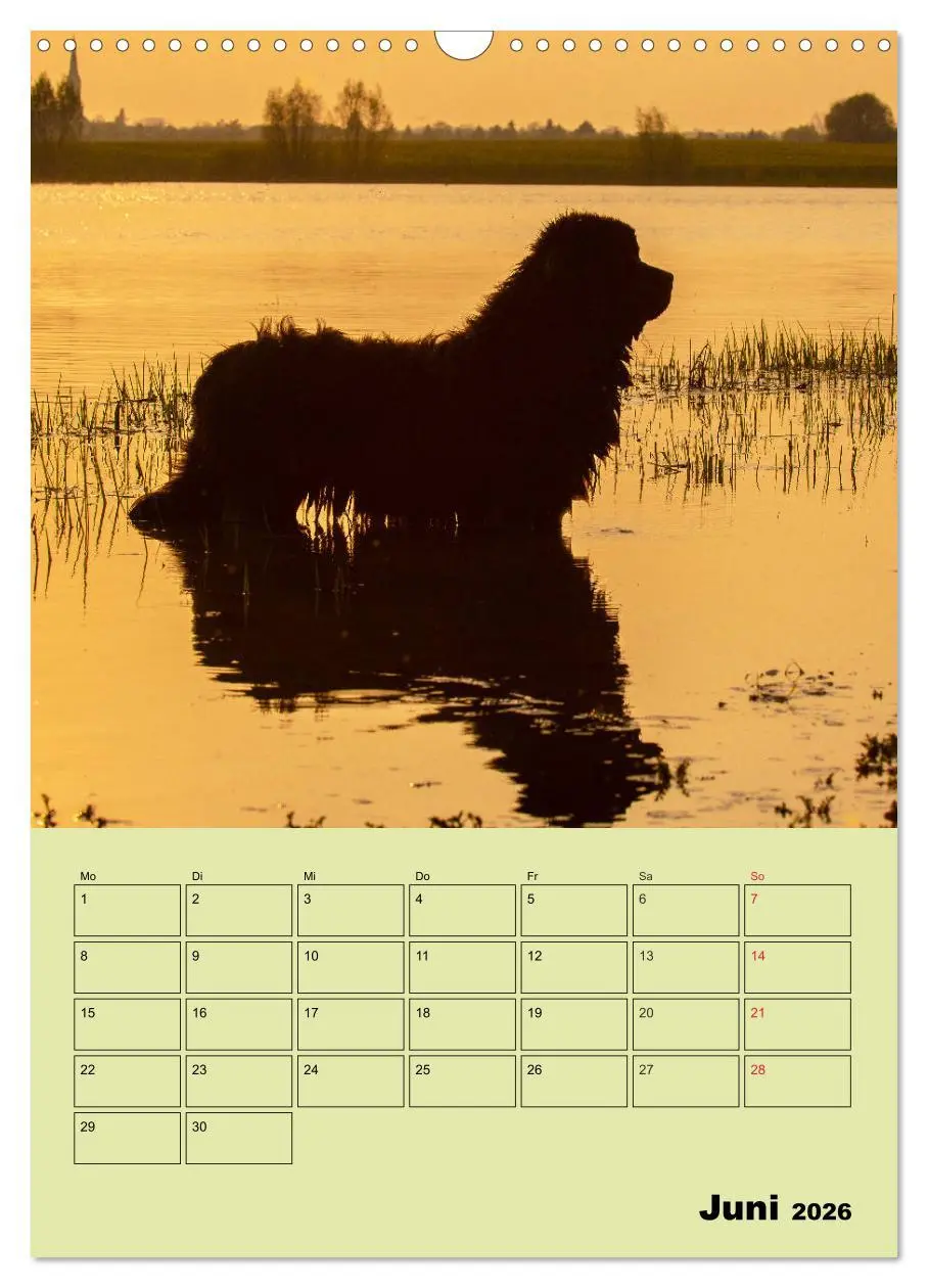 Bild: 9783516387537 | Bärige Freunde - Familienplaner Brauner Neufundländer (Wandkalender...