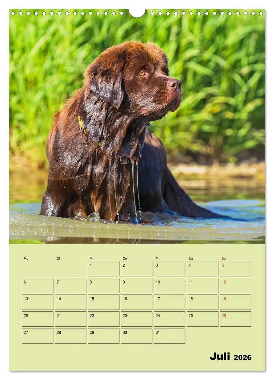 Bild: 9783516387537 | Bärige Freunde - Familienplaner Brauner Neufundländer (Wandkalender...