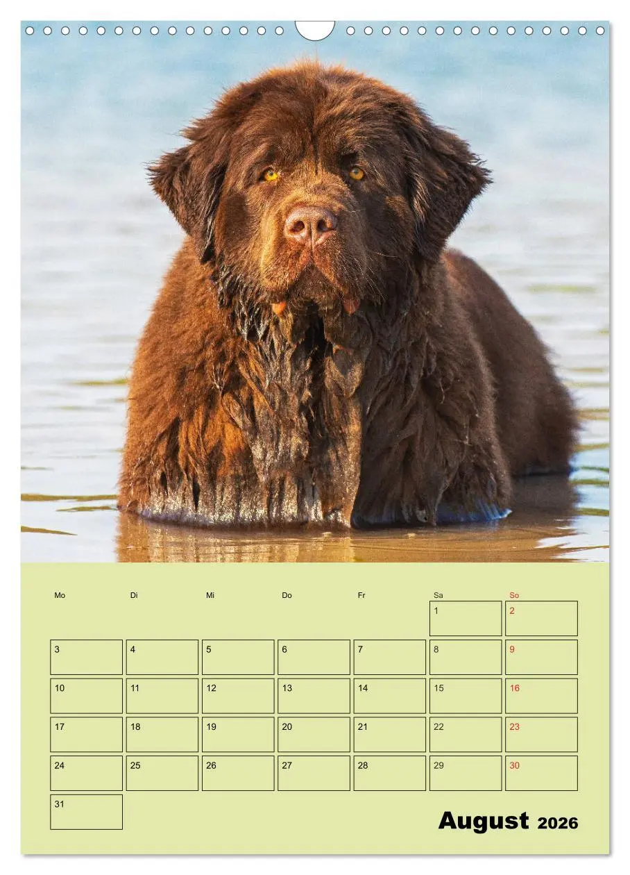 Bild: 9783516387537 | Bärige Freunde - Familienplaner Brauner Neufundländer (Wandkalender...