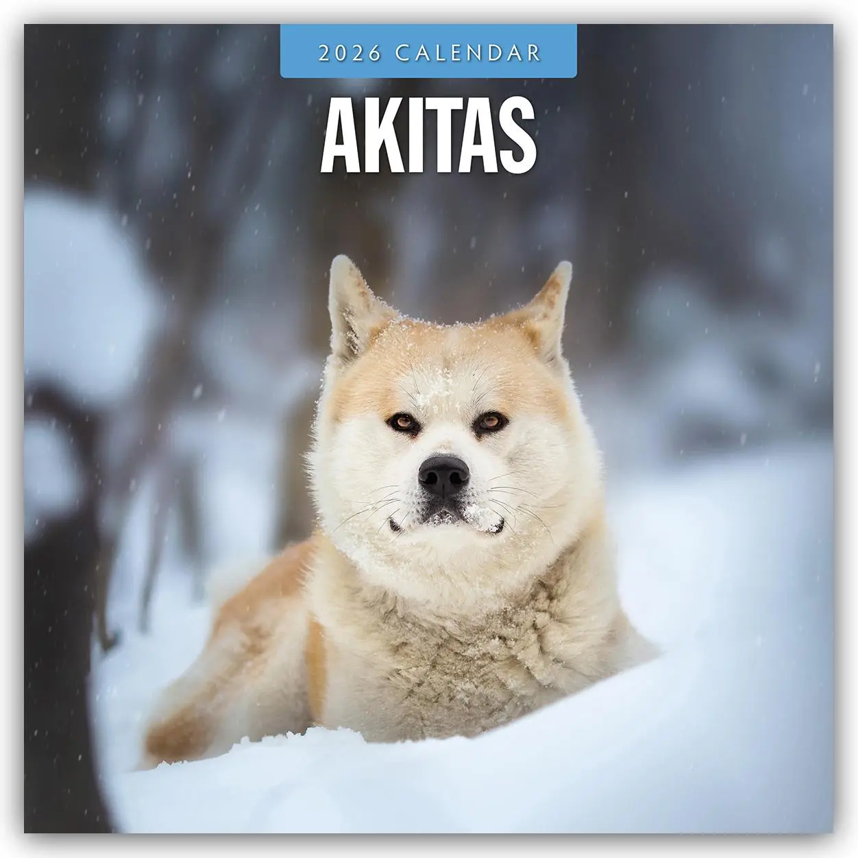 Cover: 9781804427637 | Akitas 2026 Square Wall Calendar | Red Robin | Taschenbuch | 14 S.
