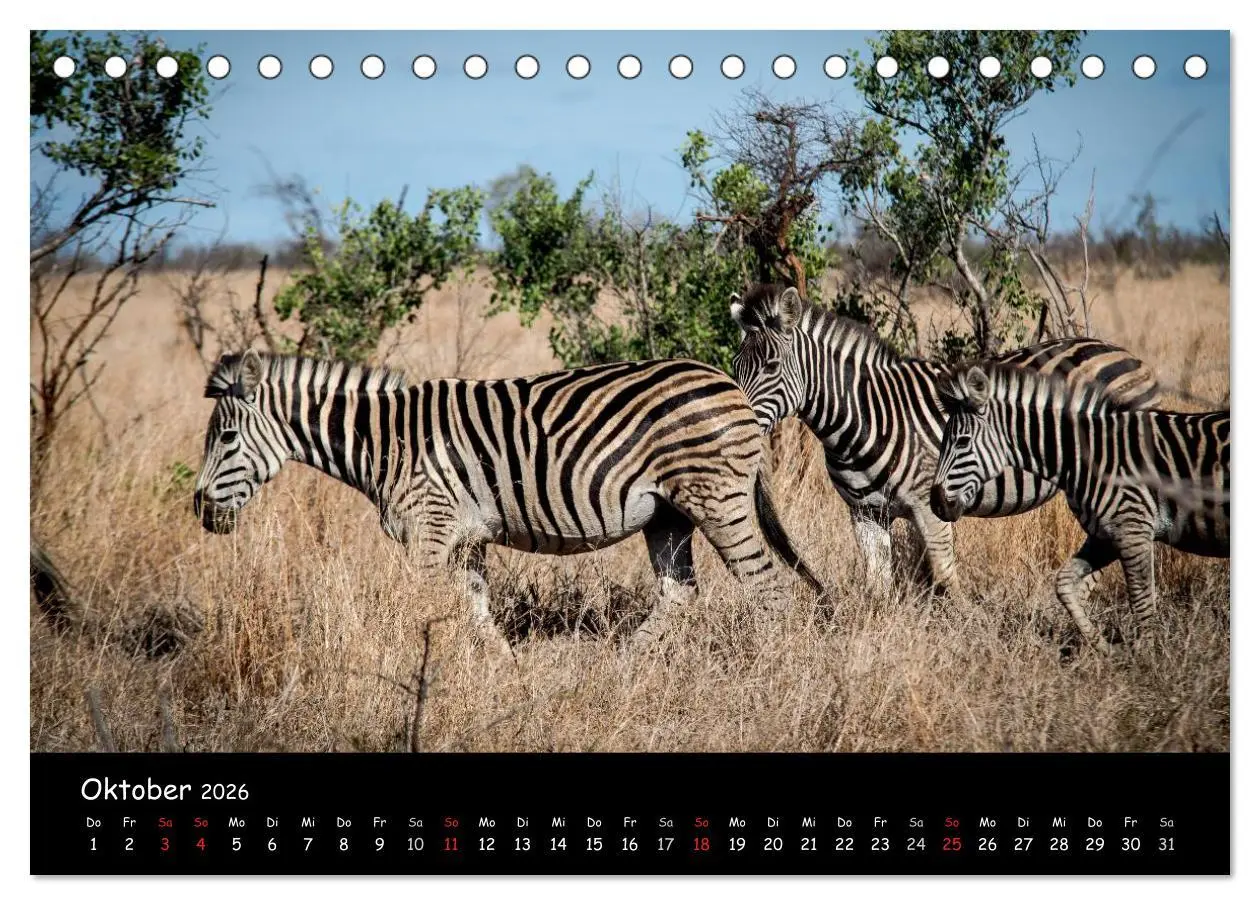 Bild: 9783516057737 | Tier-Momente in Afrika (Tischkalender 2026 DIN A5 quer), CALVENDO...