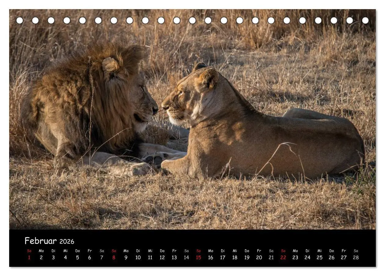 Bild: 9783516057737 | Tier-Momente in Afrika (Tischkalender 2026 DIN A5 quer), CALVENDO...