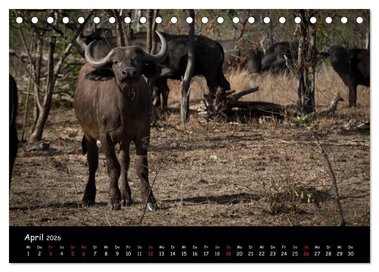 Bild: 9783516057737 | Tier-Momente in Afrika (Tischkalender 2026 DIN A5 quer), CALVENDO...