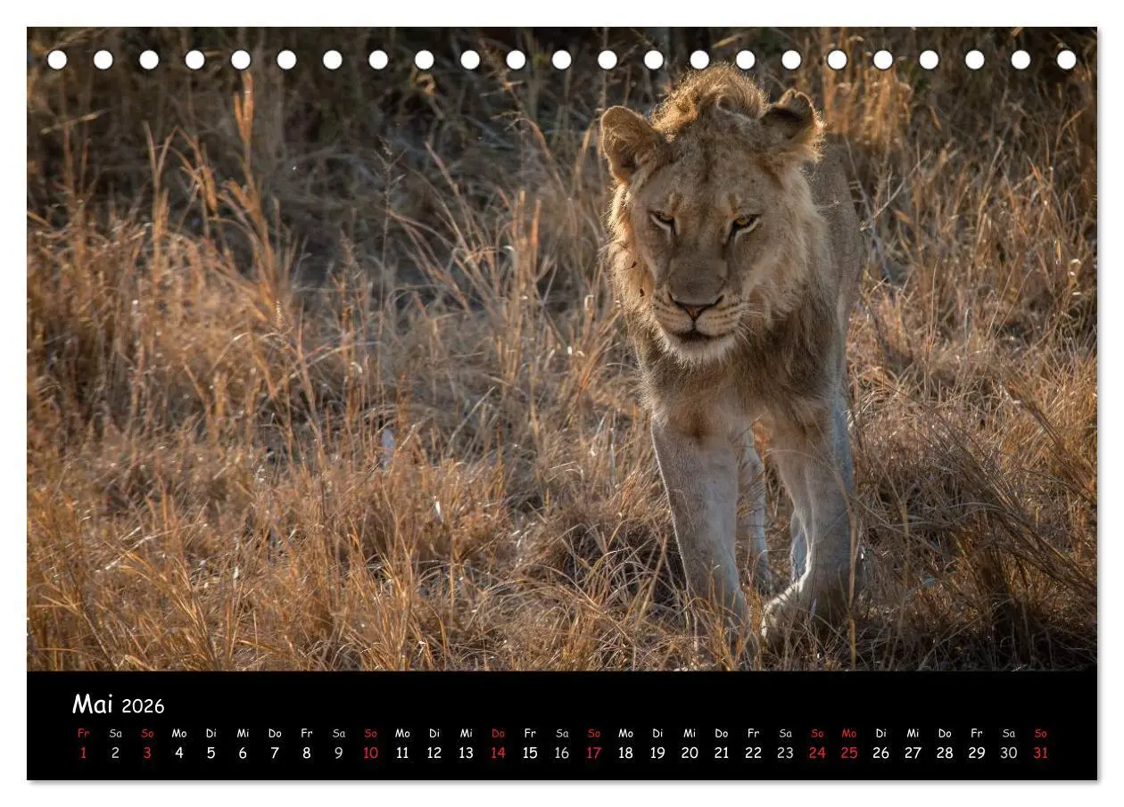 Bild: 9783516057737 | Tier-Momente in Afrika (Tischkalender 2026 DIN A5 quer), CALVENDO...