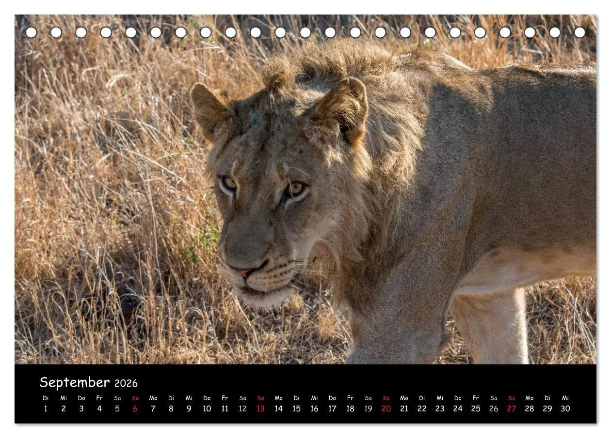 Bild: 9783516057737 | Tier-Momente in Afrika (Tischkalender 2026 DIN A5 quer), CALVENDO...