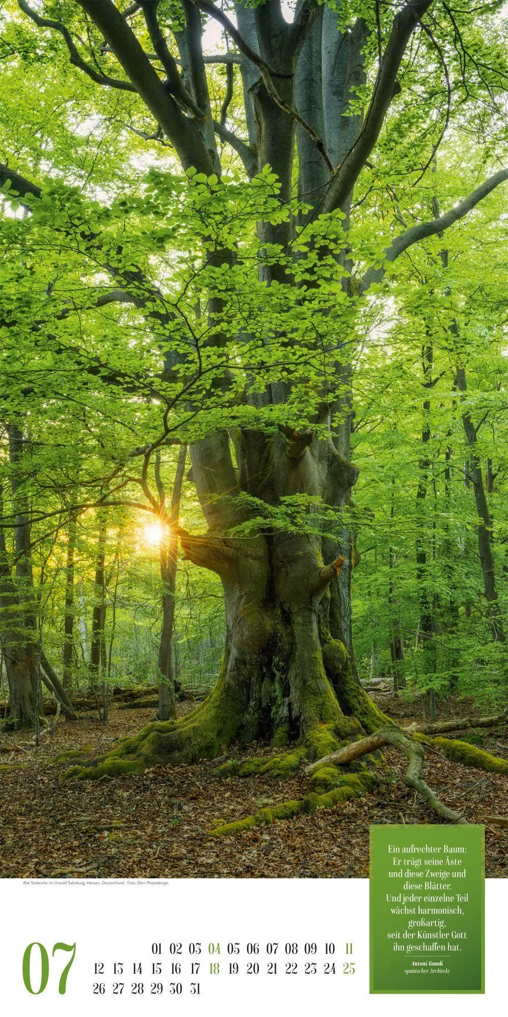 Bild: 9783838427737 | Mythos Wald Literatur-Kalender 2027 | Ackermann Kunstverlag GmbH