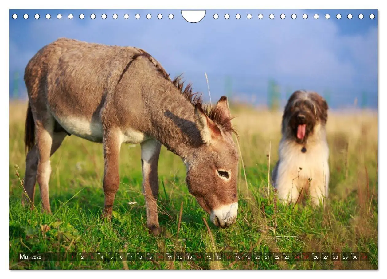 Bild: 9783516117837 | Kleiner Esel. Boldewyn und seine Freunde (Wandkalender 2026 DIN A4...