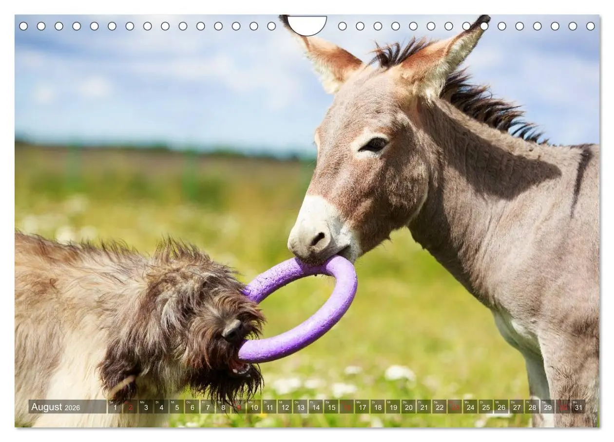 Bild: 9783516117837 | Kleiner Esel. Boldewyn und seine Freunde (Wandkalender 2026 DIN A4...
