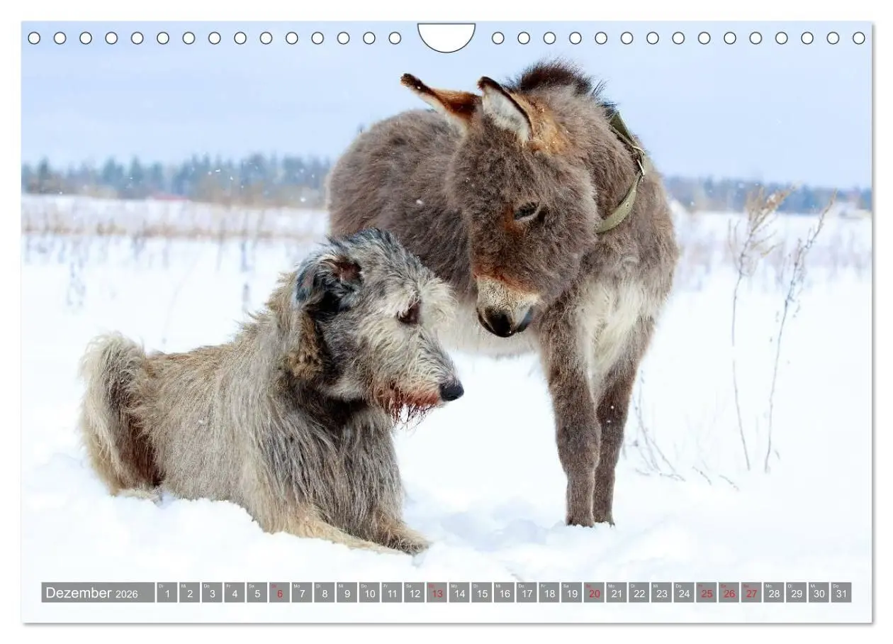 Bild: 9783516117837 | Kleiner Esel. Boldewyn und seine Freunde (Wandkalender 2026 DIN A4...