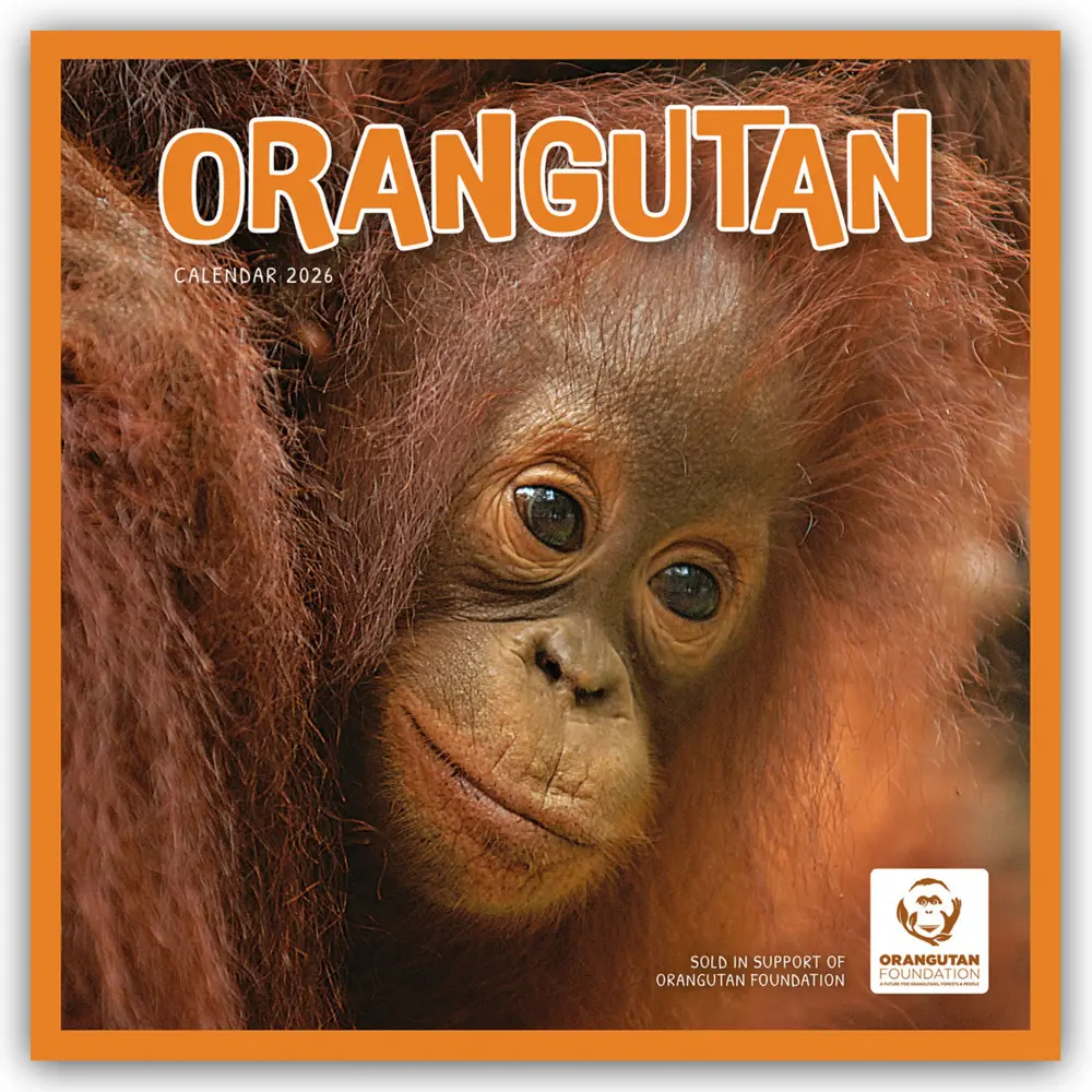 Cover: 9781529848137 | Orangutan - Orang-Utan 2026 - Wand-Kalender | Carousel Calendar | 2026