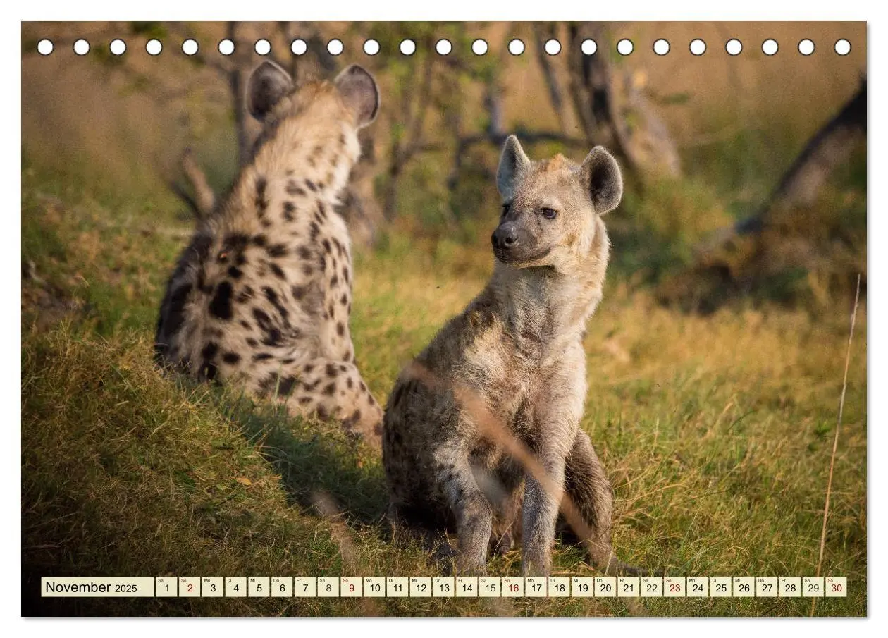 Bild: 9783435418237 | Afrika. Botswanas wundervolle Tierwelt (Tischkalender 2025 DIN A5...