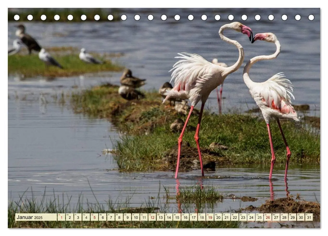 Bild: 9783435418237 | Afrika. Botswanas wundervolle Tierwelt (Tischkalender 2025 DIN A5...