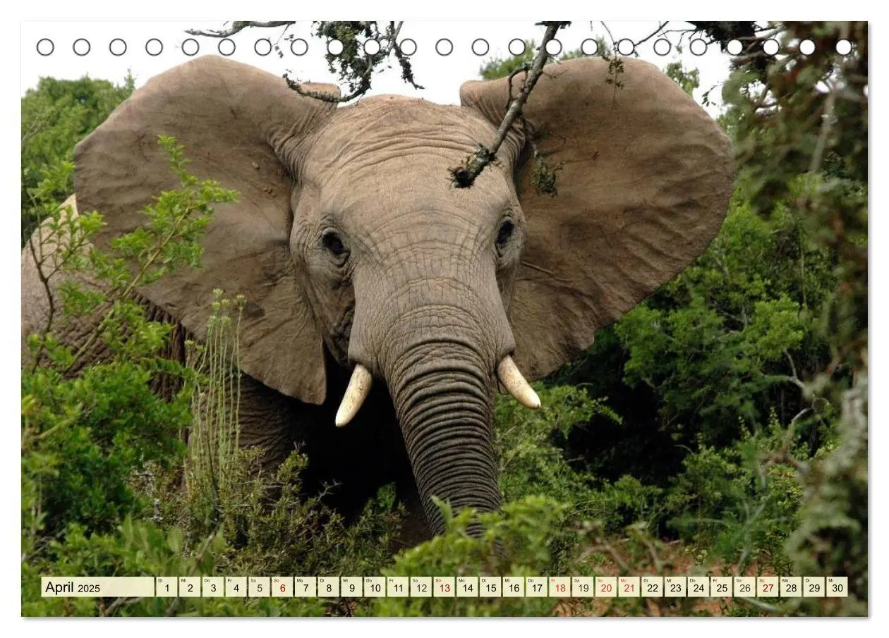 Bild: 9783435418237 | Afrika. Botswanas wundervolle Tierwelt (Tischkalender 2025 DIN A5...