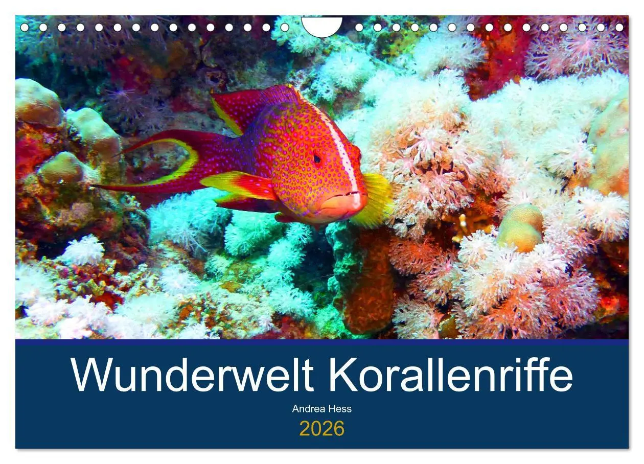 Cover: 9783457818237 | Wunderwelt Korallenriffe (Wandkalender 2026 DIN A4 quer), CALVENDO...