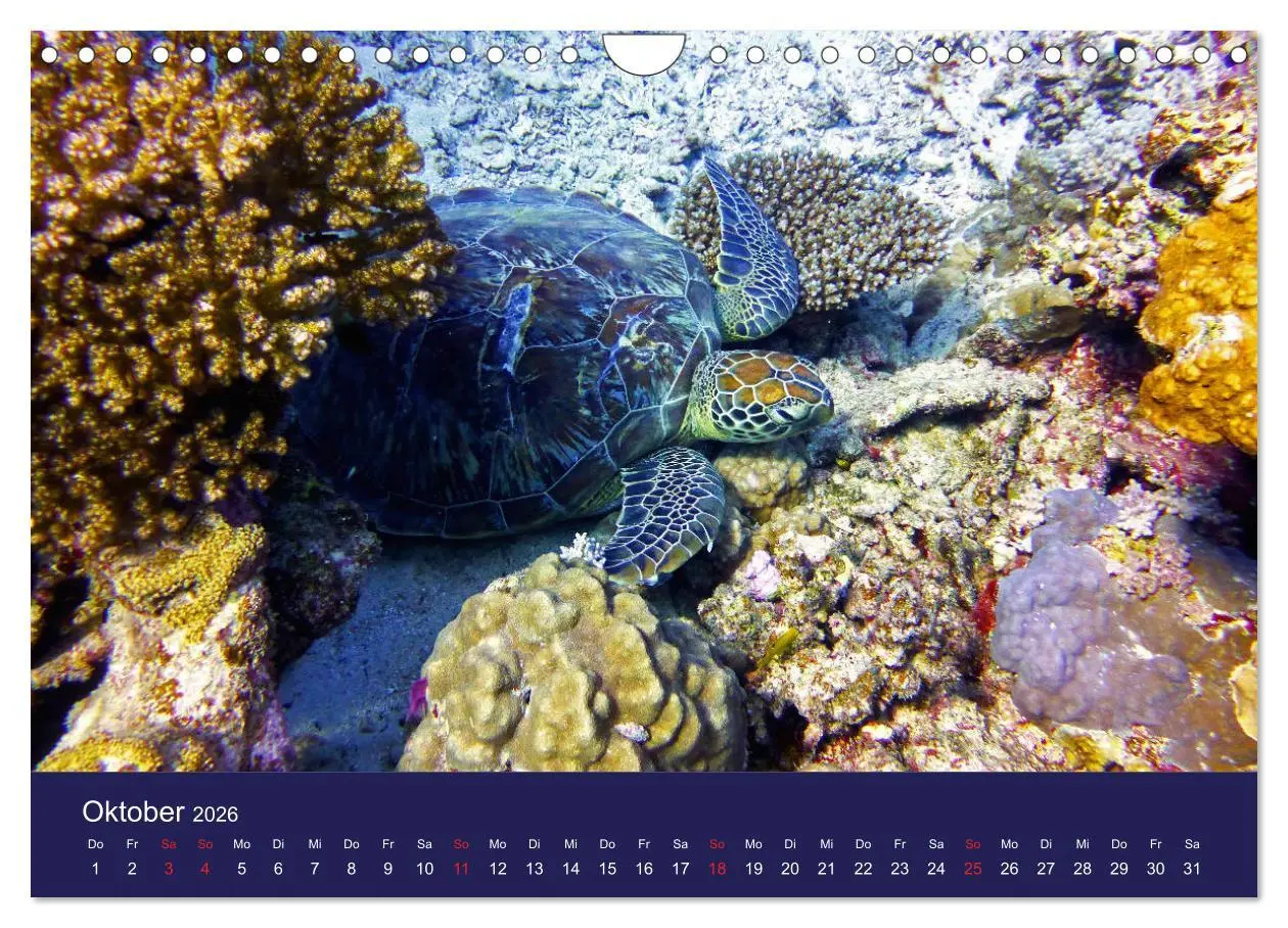 Bild: 9783457818237 | Wunderwelt Korallenriffe (Wandkalender 2026 DIN A4 quer), CALVENDO...