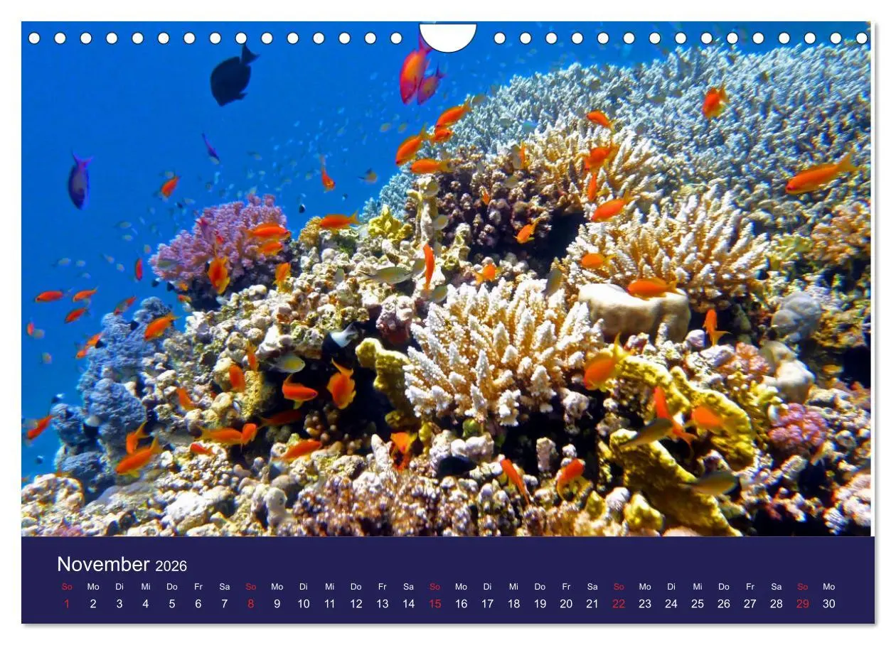Bild: 9783457818237 | Wunderwelt Korallenriffe (Wandkalender 2026 DIN A4 quer), CALVENDO...