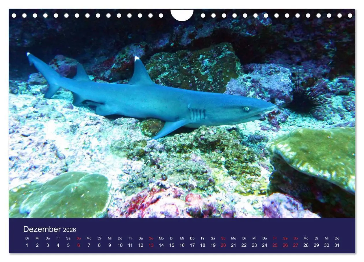 Bild: 9783457818237 | Wunderwelt Korallenriffe (Wandkalender 2026 DIN A4 quer), CALVENDO...