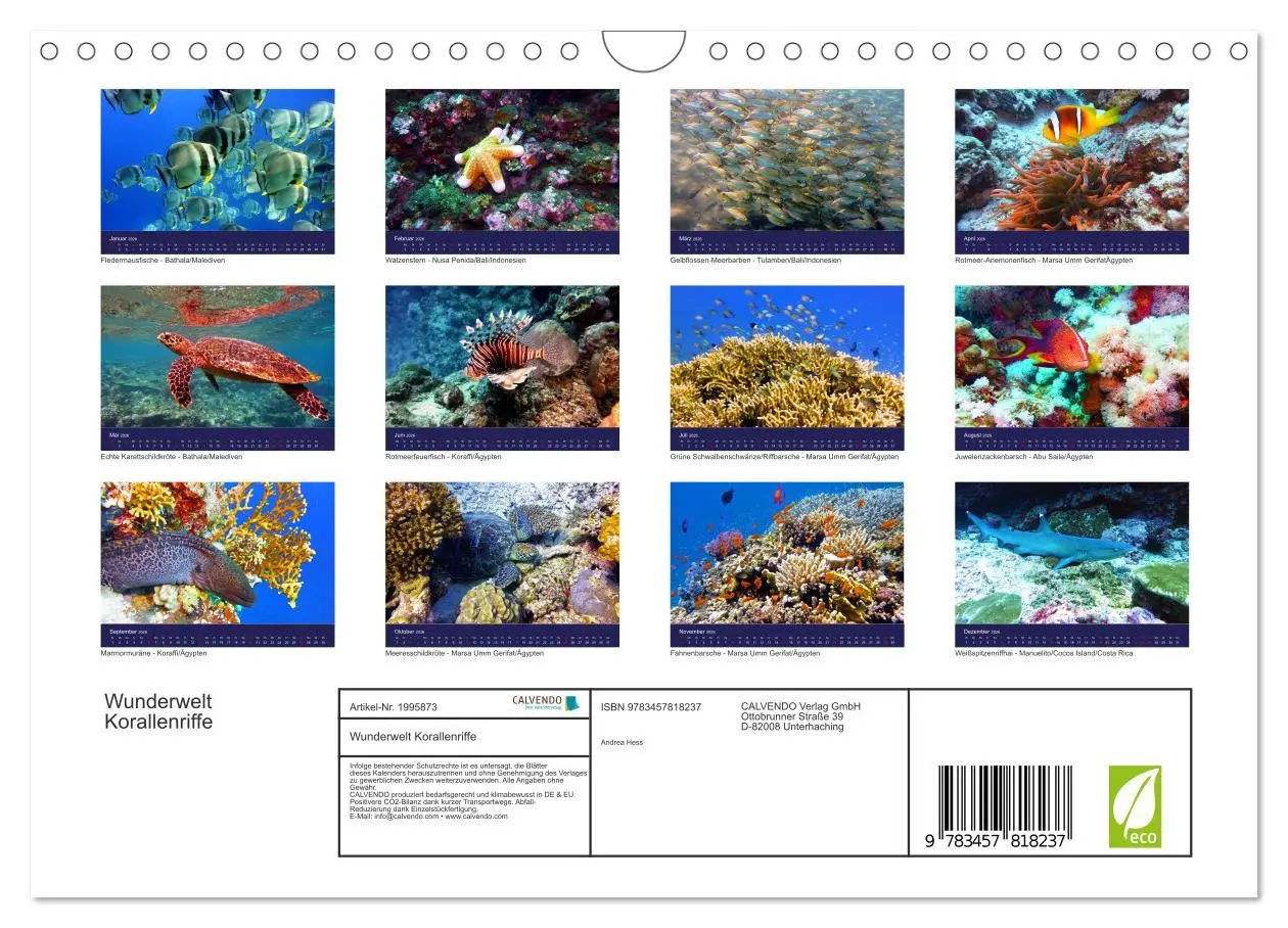 Bild: 9783457818237 | Wunderwelt Korallenriffe (Wandkalender 2026 DIN A4 quer), CALVENDO...