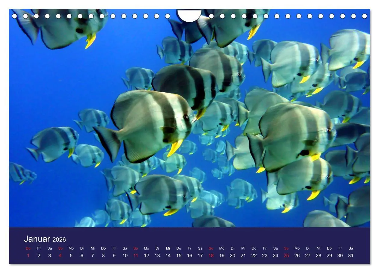 Bild: 9783457818237 | Wunderwelt Korallenriffe (Wandkalender 2026 DIN A4 quer), CALVENDO...