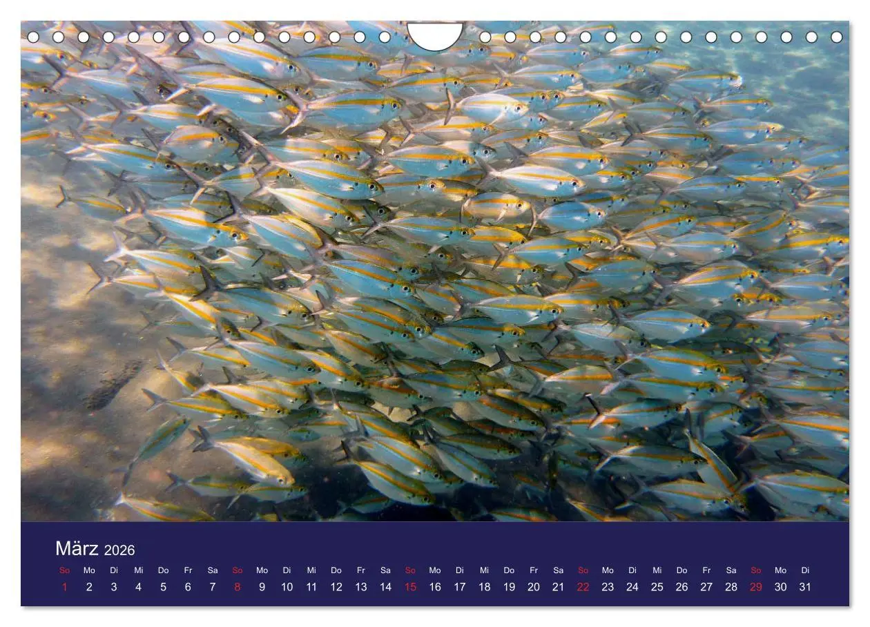 Bild: 9783457818237 | Wunderwelt Korallenriffe (Wandkalender 2026 DIN A4 quer), CALVENDO...