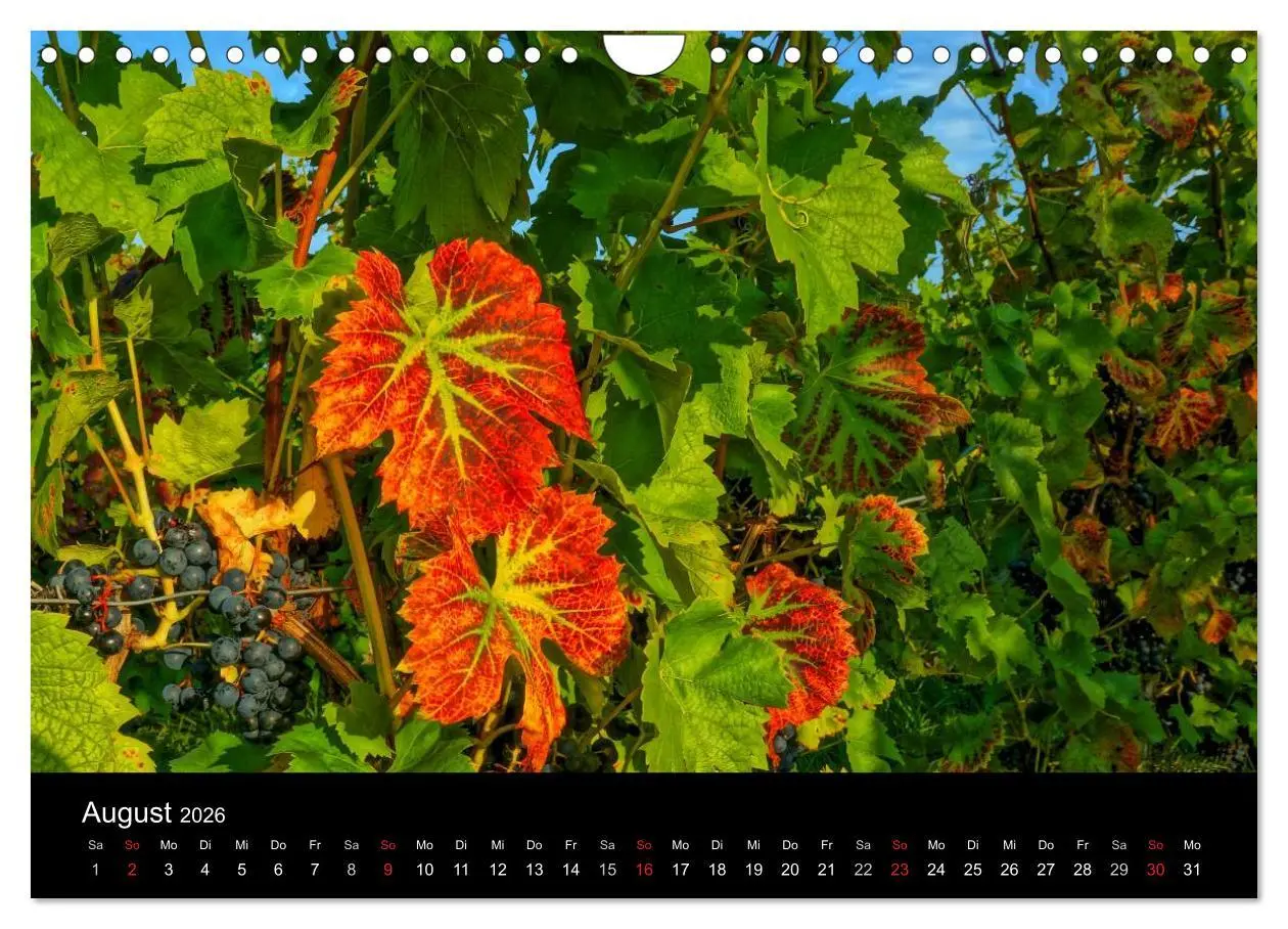 Bild: 9783516078237 | Schöne Mosel (Wandkalender 2026 DIN A4 quer), CALVENDO Monatskalender