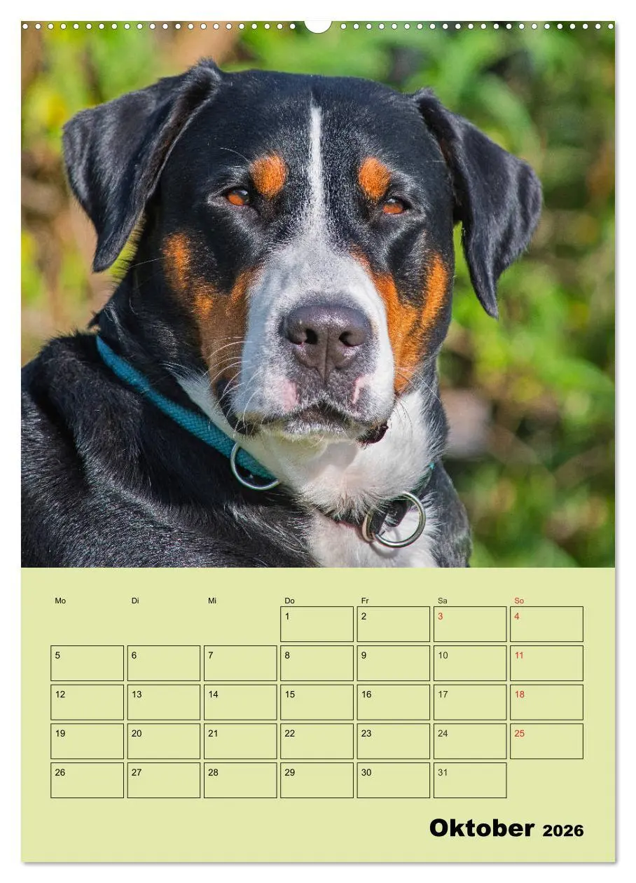 Bild: 9783516388237 | Familienplaner Großer Schweizer Sennenhund (Wandkalender 2026 DIN...