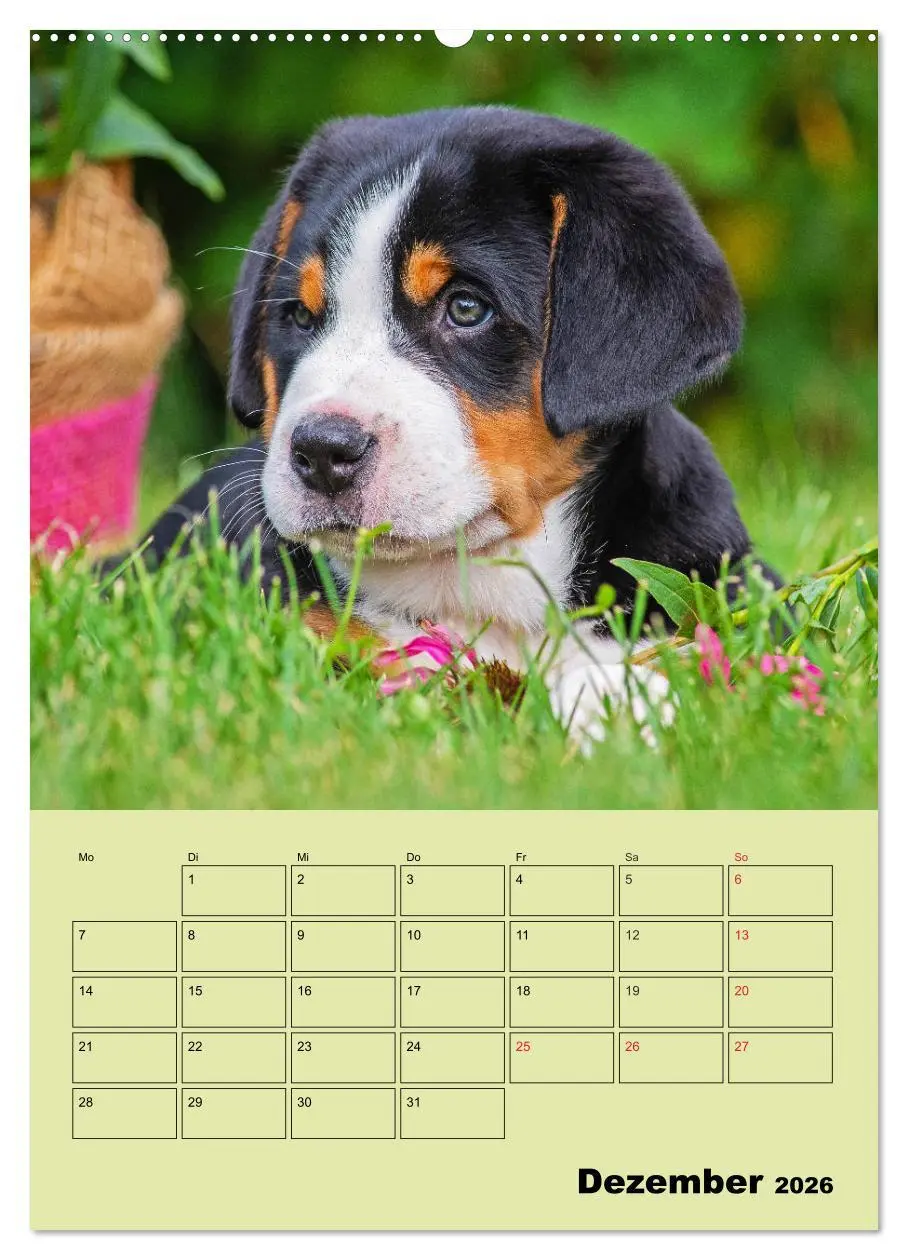Bild: 9783516388237 | Familienplaner Großer Schweizer Sennenhund (Wandkalender 2026 DIN...