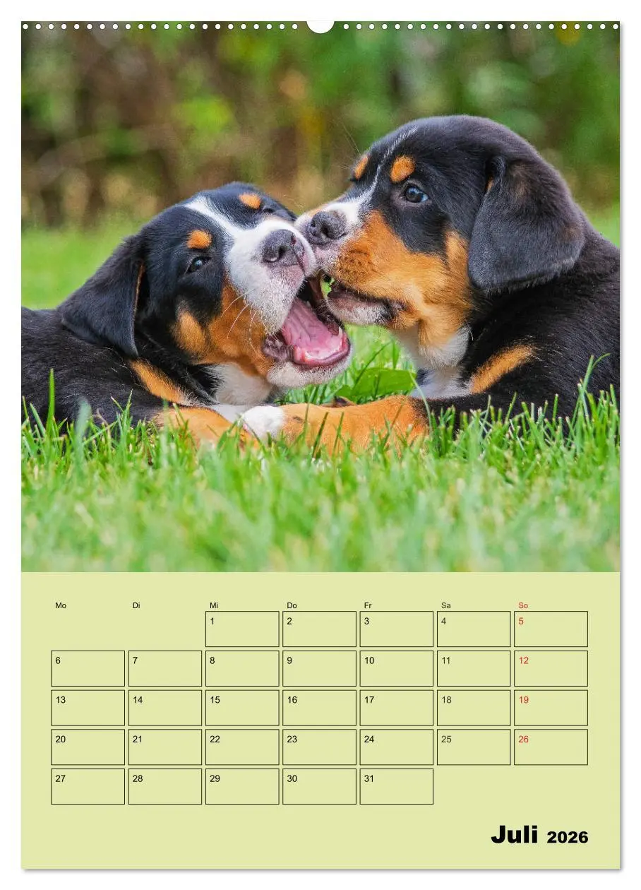 Bild: 9783516388237 | Familienplaner Großer Schweizer Sennenhund (Wandkalender 2026 DIN...