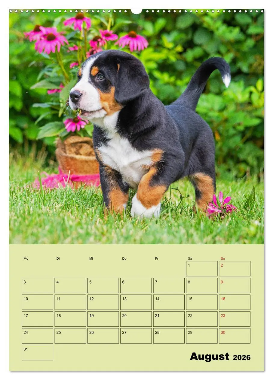 Bild: 9783516388237 | Familienplaner Großer Schweizer Sennenhund (Wandkalender 2026 DIN...