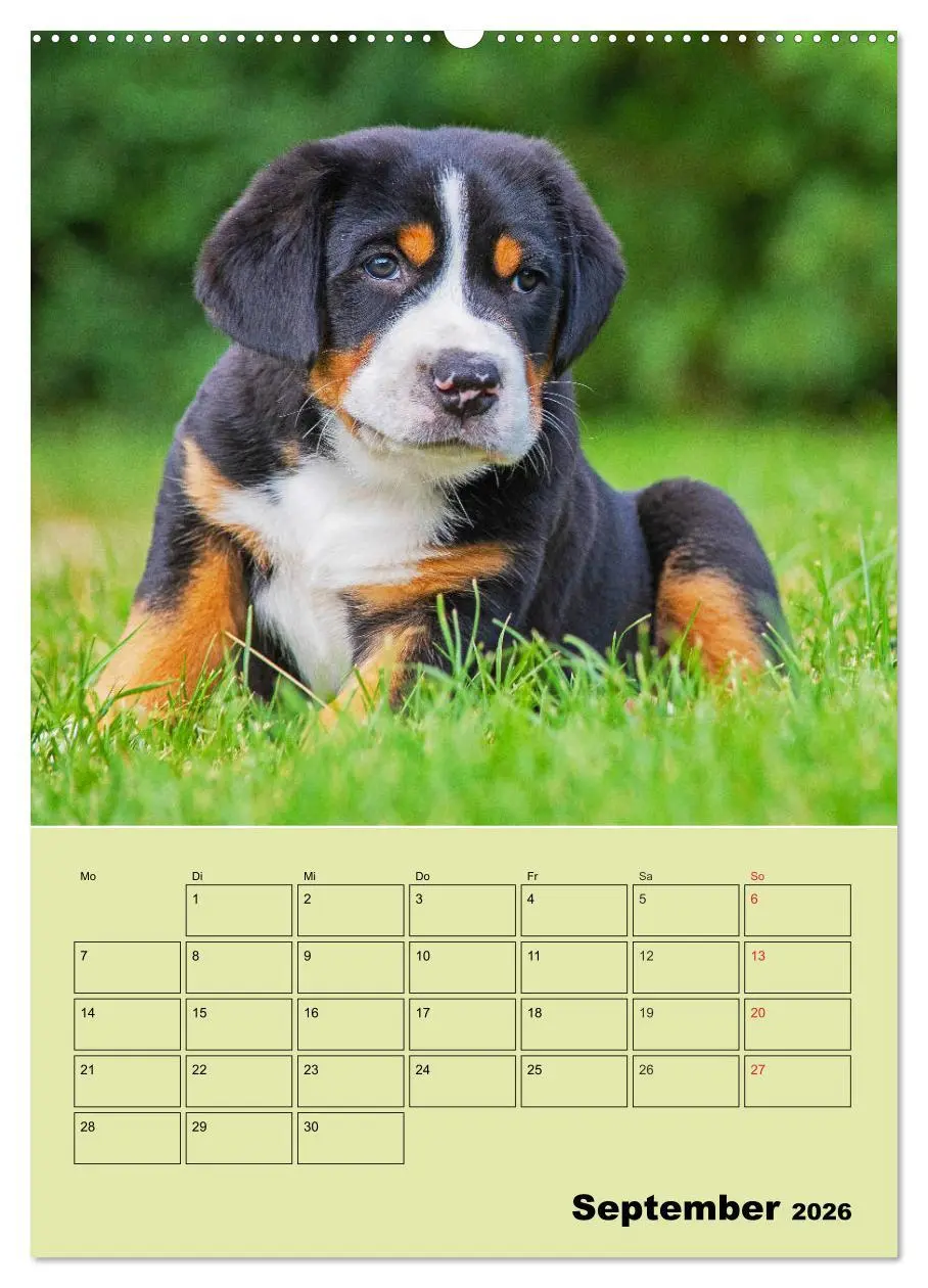 Bild: 9783516388237 | Familienplaner Großer Schweizer Sennenhund (Wandkalender 2026 DIN...