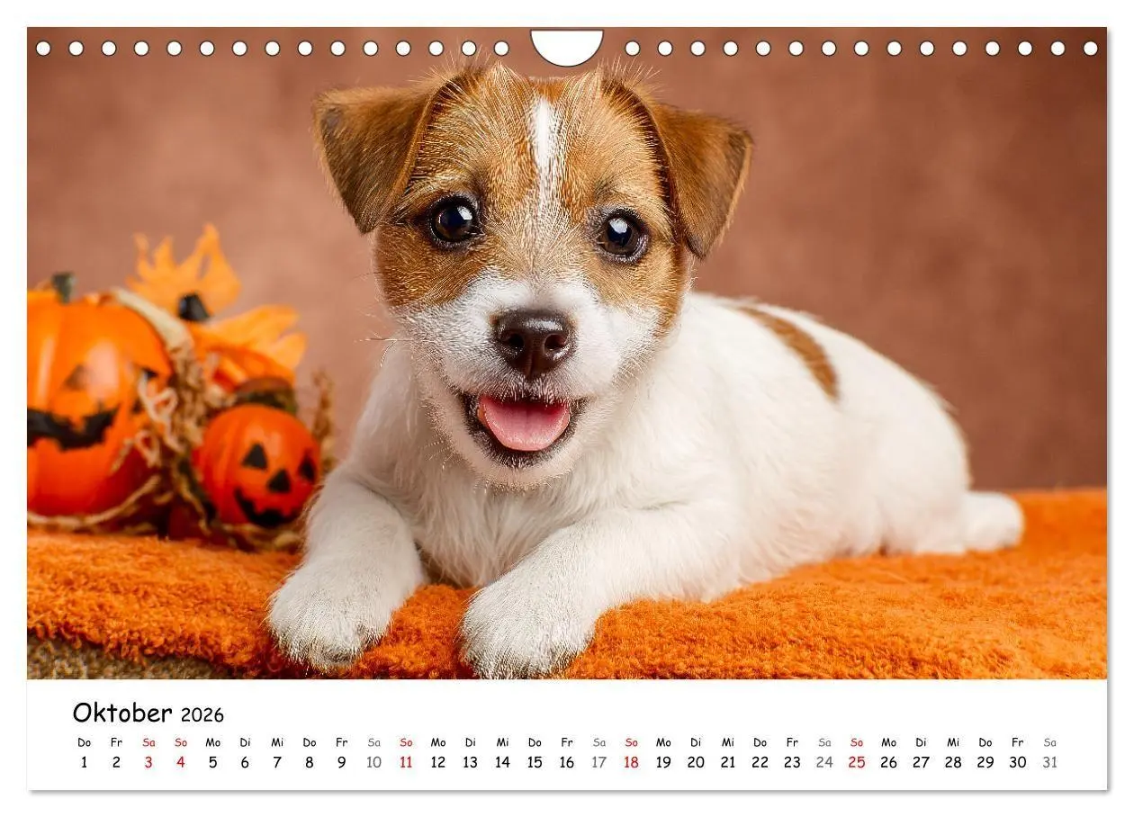 Bild: 9783516698237 | JACK RUSSEL - Kleine Hunde mit großem Charakter (Wandkalender 2026...