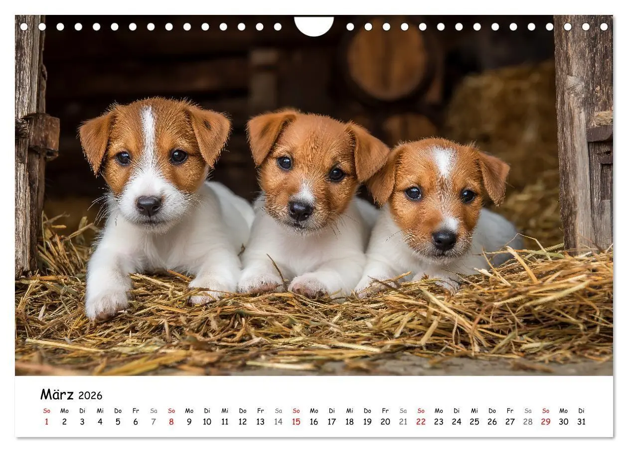 Bild: 9783516698237 | JACK RUSSEL - Kleine Hunde mit großem Charakter (Wandkalender 2026...