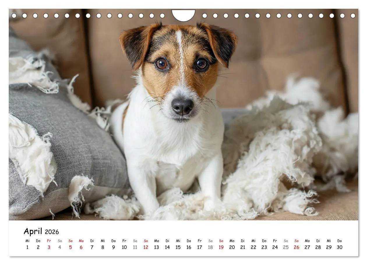 Bild: 9783516698237 | JACK RUSSEL - Kleine Hunde mit großem Charakter (Wandkalender 2026...