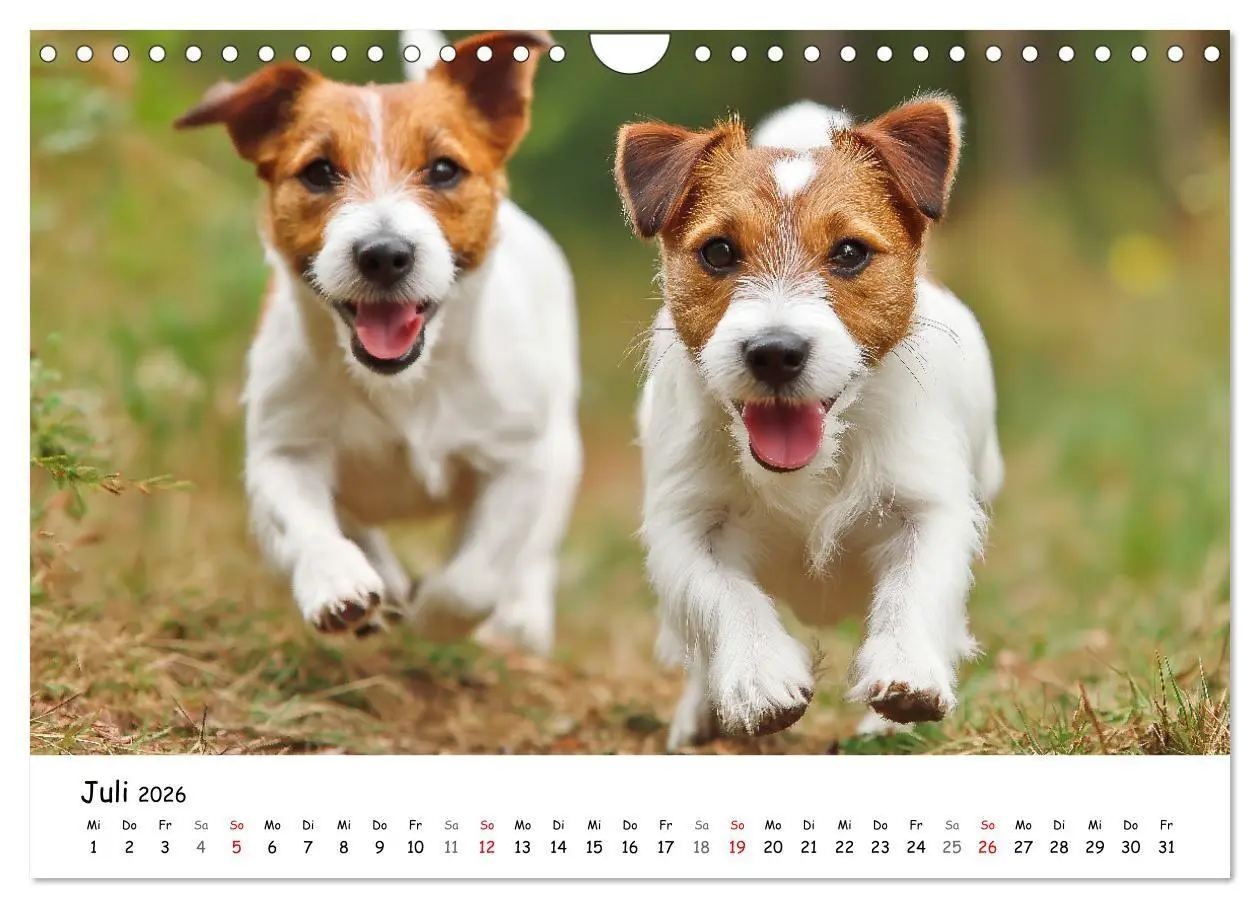 Bild: 9783516698237 | JACK RUSSEL - Kleine Hunde mit großem Charakter (Wandkalender 2026...